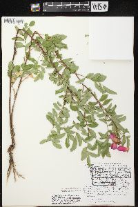 Rosa carolina subsp. carolina image