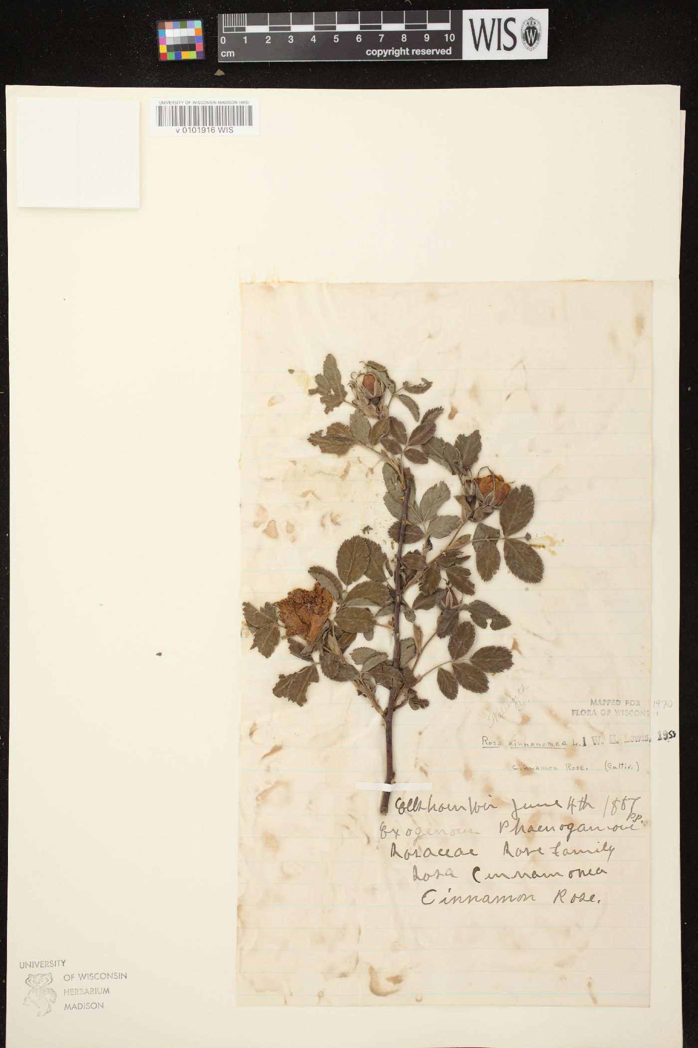 Rosa cinnamomea image