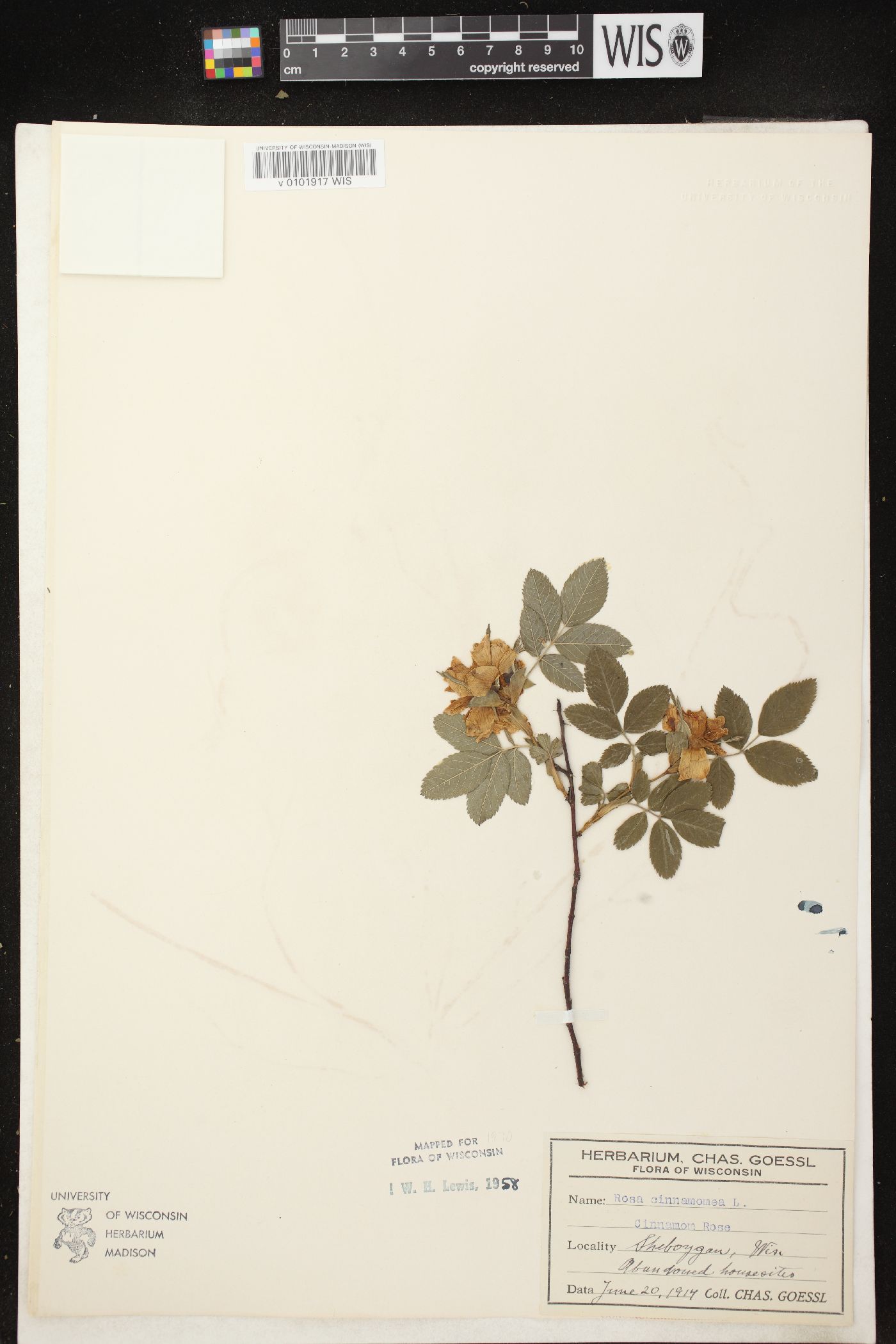 Rosa cinnamomea image