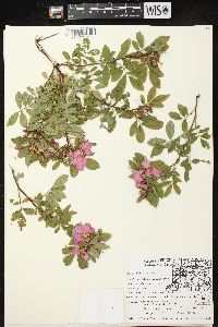 Rosa palustris image