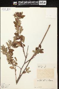 Rosa palustris image