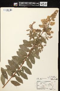 Spiraea alba image