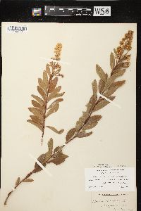 Spiraea alba image