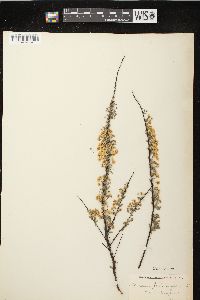 Image of Spiraea hypericifolia