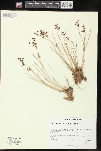 Juncus brevicaudatus image