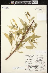 Prunus persica image