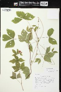 Rubus pubescens image