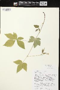 Rubus pubescens image