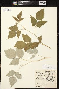 Rubus occidentalis image