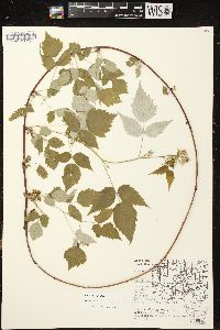 Rubus occidentalis image