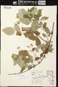 Rubus occidentalis image