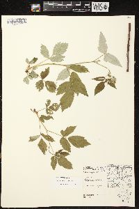 Rubus occidentalis image