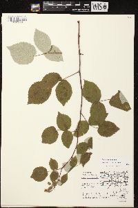 Rubus occidentalis image