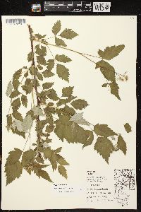 Rubus occidentalis image