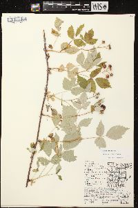 Rubus occidentalis image