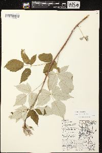 Rubus occidentalis image