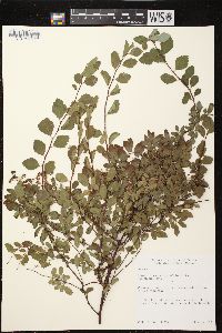 Spiraea × vanhouttei image