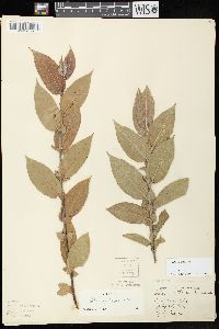 Salix cordata image