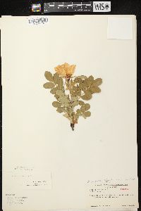 Rosa rugosa image