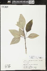 Populus balsamifera image