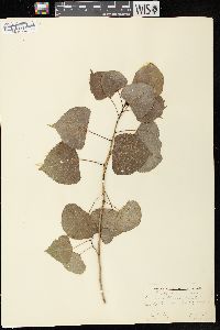 Populus deltoides subsp. monilifera image