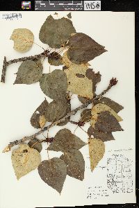 Populus balsamifera image