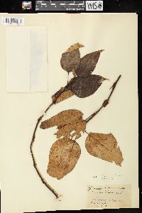 Populus balsamifera image