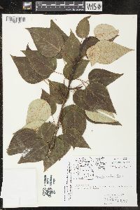 Populus balsamifera image