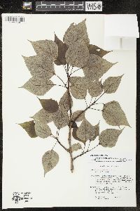 Populus balsamifera image