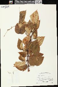 Populus balsamifera subsp. balsamifera image