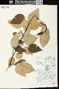 Populus balsamifera image