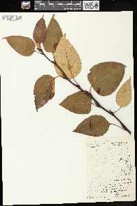 Populus balsamifera image