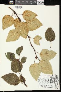 Populus balsamifera image