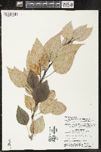 Populus balsamifera image