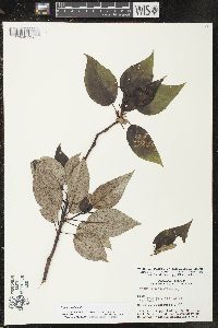 Populus balsamifera image