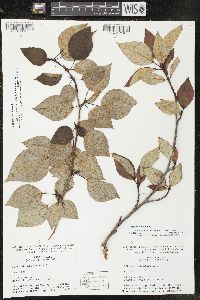 Populus balsamifera image