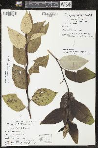 Populus balsamifera image