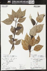 Populus balsamifera image