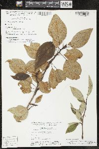Populus balsamifera subsp. balsamifera image