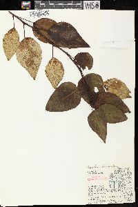 Populus balsamifera image