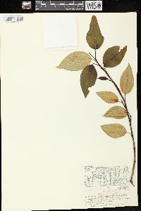 Populus balsamifera image