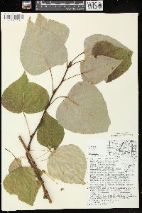 Populus balsamifera subsp. balsamifera image