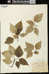 Populus balsamifera subsp. balsamifera image