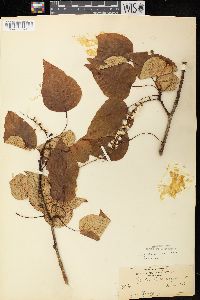 Populus balsamifera image