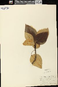 Populus balsamifera image