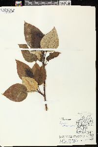 Populus balsamifera image