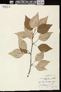 Populus balsamifera image