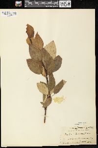 Populus balsamifera subsp. balsamifera image