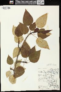 Populus balsamifera subsp. balsamifera image