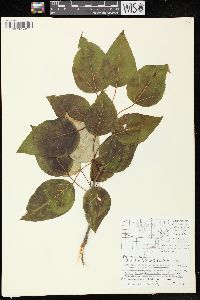 Populus balsamifera subsp. balsamifera image